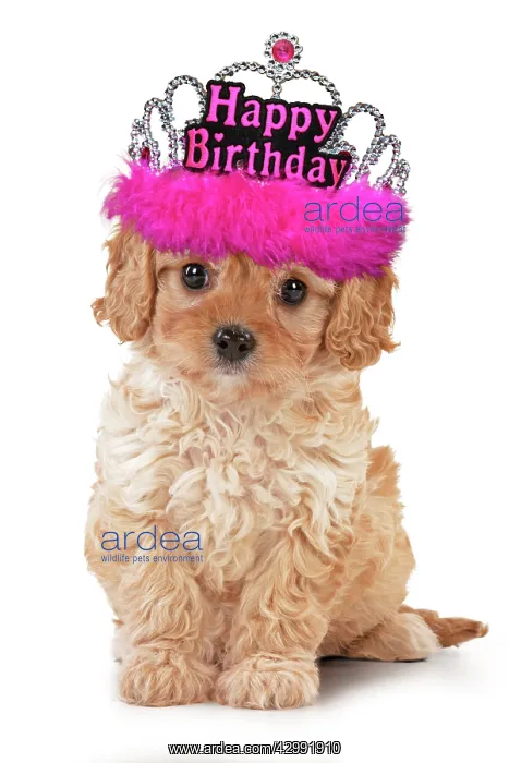  : Dog - Cavapoo puppy wearing pink Happy Birthday tiara