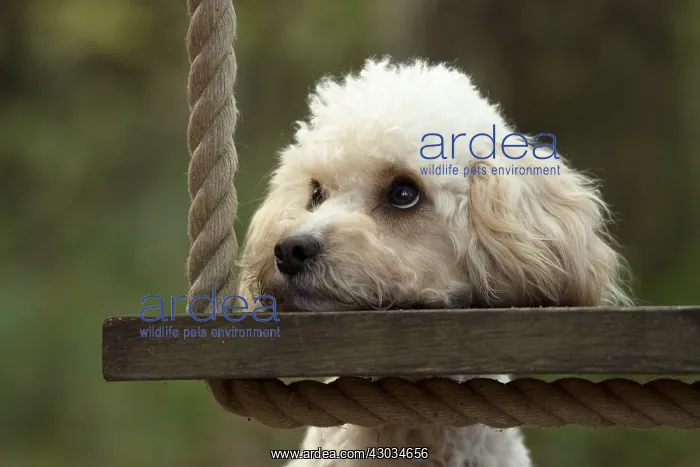 : DOG, Cavapoo resting its head on a garden swing seat : DOG, Cavapoo resting its head on a garden swing seat
