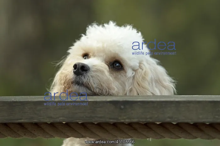 : DOG, Cavapoo resting its head on a garden swing seat : DOG, Cavapoo resting its head on a garden swing seat
