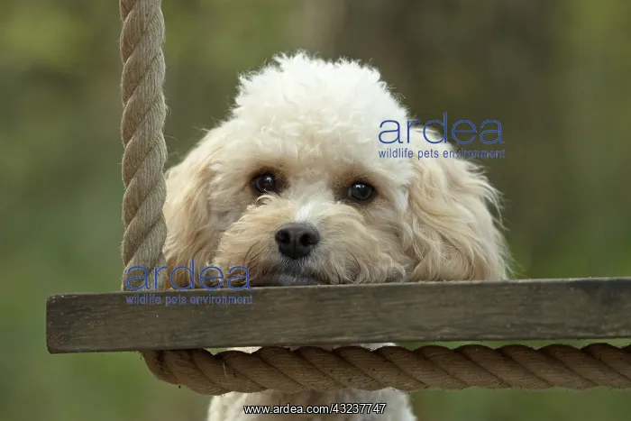 : DOG, Cavapoo resting its head on a garden swing seat : DOG, Cavapoo resting its head on a garden swing seat