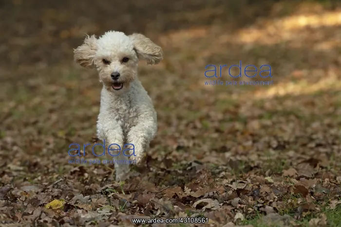  : DOG, Cavapoo running in autumn leaves