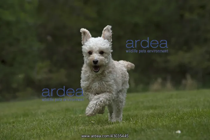 : DOG. Cavapoo running in a garden : DOG. Cavapoo running in a garden
