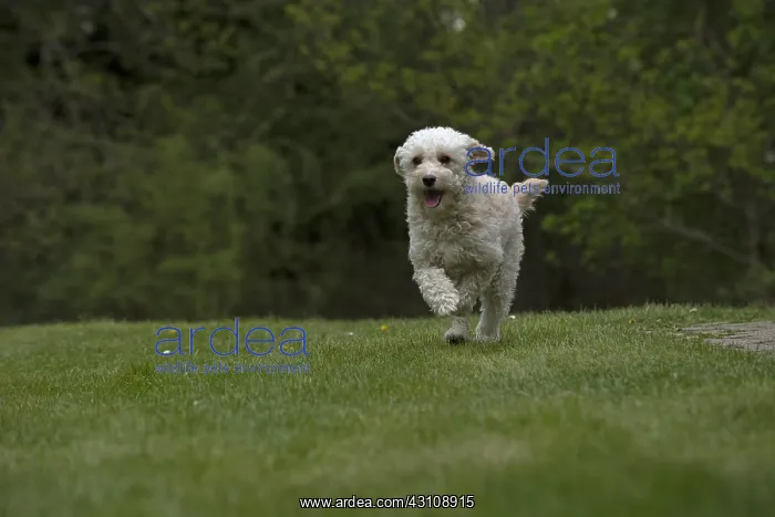 : DOG. Cavapoo running in a garden : DOG. Cavapoo running in a garden