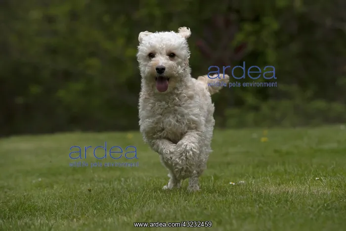 : DOG. Cavapoo running in a garden : DOG. Cavapoo running in a garden
