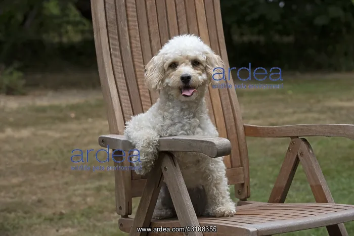 : DOG. Cavapoo sitting in a garden chair : DOG. Cavapoo sitting in a garden chair