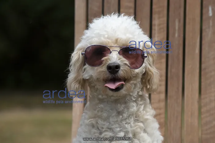 : DOG. Cavapoo sitting in a garden chair wearing sun glasses : DOG. Cavapoo sitting in a garden chair wearing sun glasses