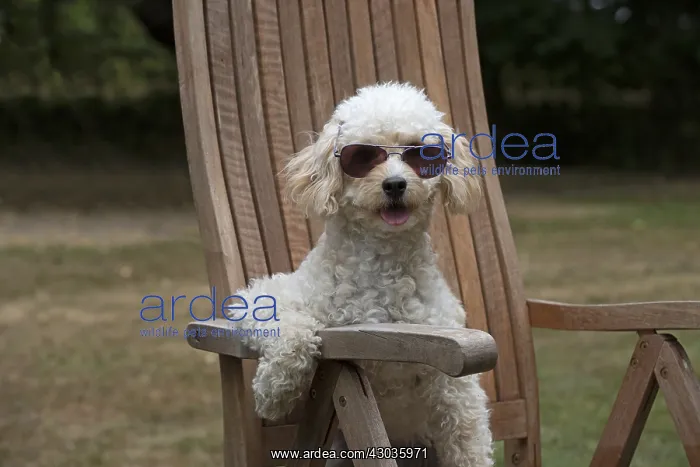 : DOG. Cavapoo sitting in a garden chair wearing sun glasses : DOG. Cavapoo sitting in a garden chair wearing sun glasses
