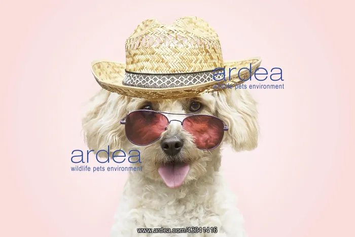 : DOG. Cavapoo sitting in a garden chair wearing sun glasses : DOG. Cavapoo sitting in a garden chair wearing sun glasses