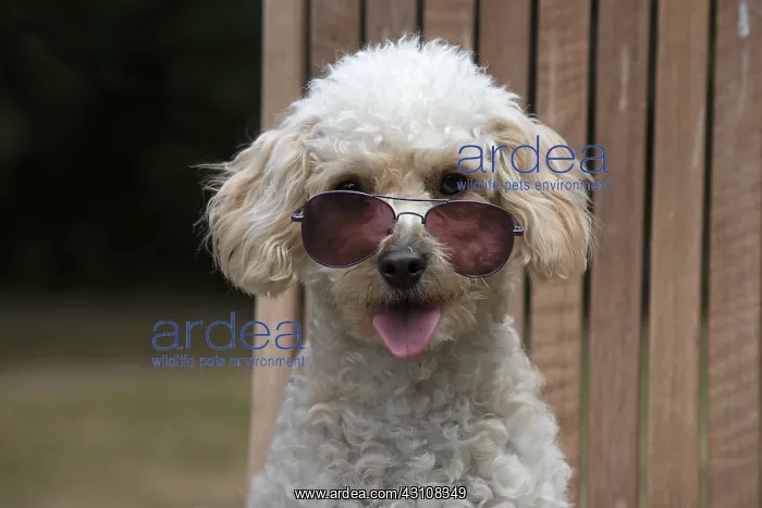 : DOG. Cavapoo sitting in a garden chair wearing sun glasses : DOG. Cavapoo sitting in a garden chair wearing sun glasses