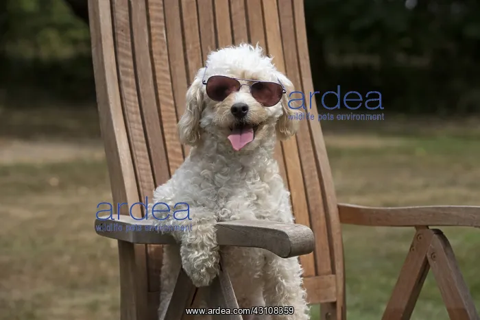 : DOG. Cavapoo sitting in a garden chair wearing sun glasses : DOG. Cavapoo sitting in a garden chair wearing sun glasses