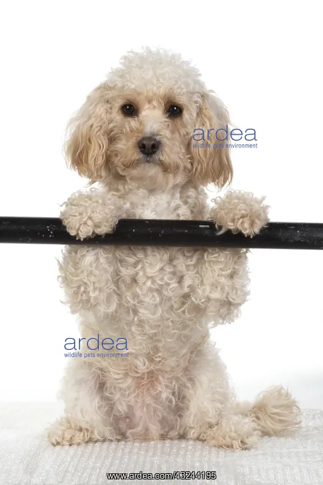  : DOG. Cavapoo sitting with paws up