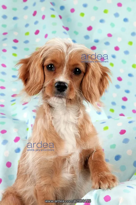  : DOG - Cavapoo sitting on spotty blanket