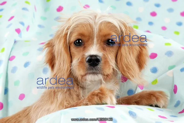  : DOG - Cavapoo sitting on spotty blanket