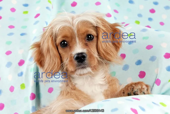  : DOG - Cavapoo sitting on spotty blanket
