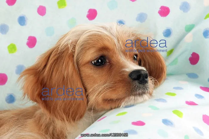 : DOG - Cavapoo sitting on spotty blanket