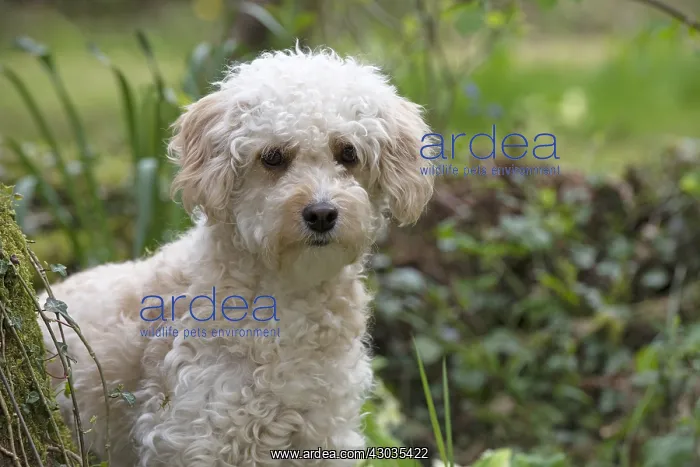 : DOG. Cavapoo in a spring garden : DOG. Cavapoo in a spring garden