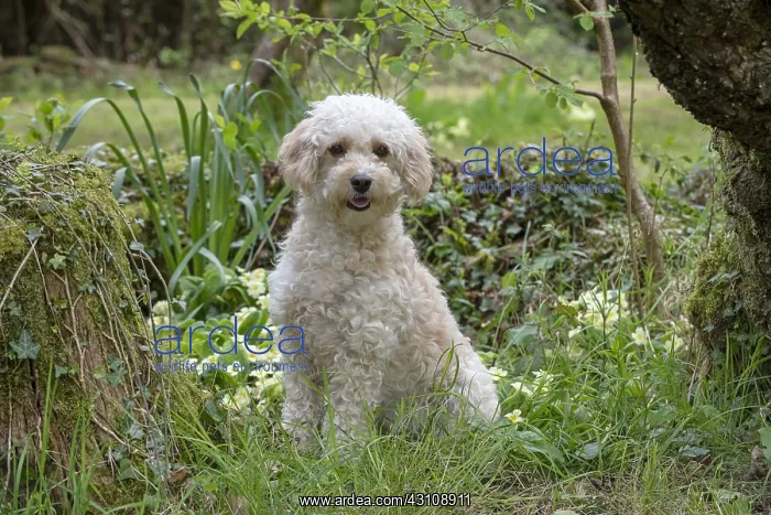 : DOG. Cavapoo in a spring garden : DOG. Cavapoo in a spring garden