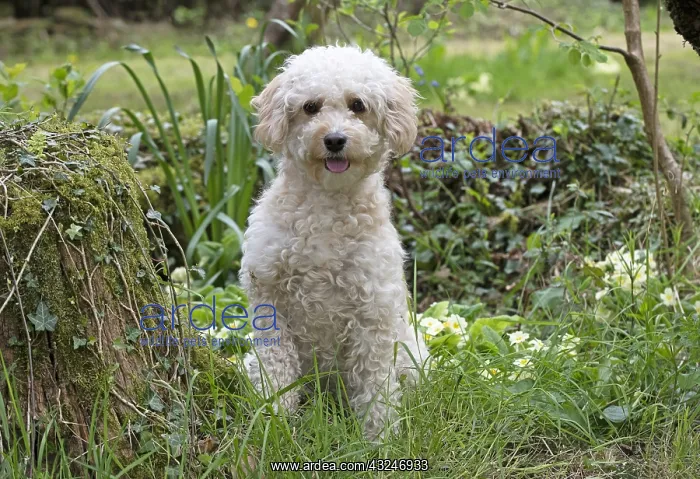: DOG. Cavapoo in a spring garden : DOG. Cavapoo in a spring garden