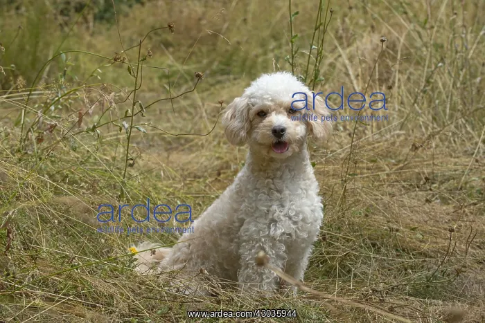  : DOG. Cavapoo in a sunning meadow