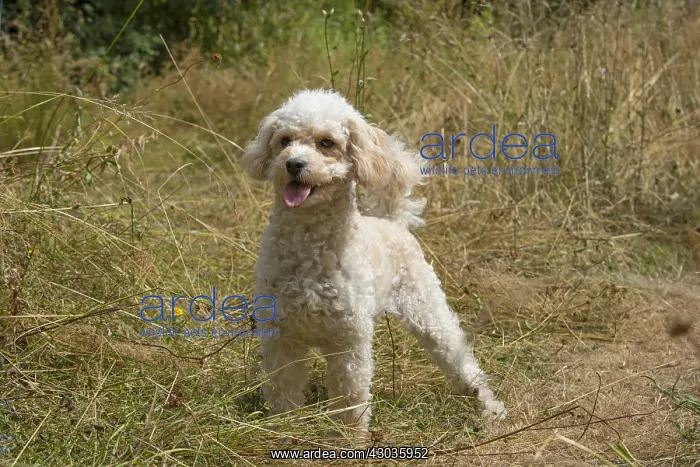 : DOG. Cavapoo in a sunning meadow