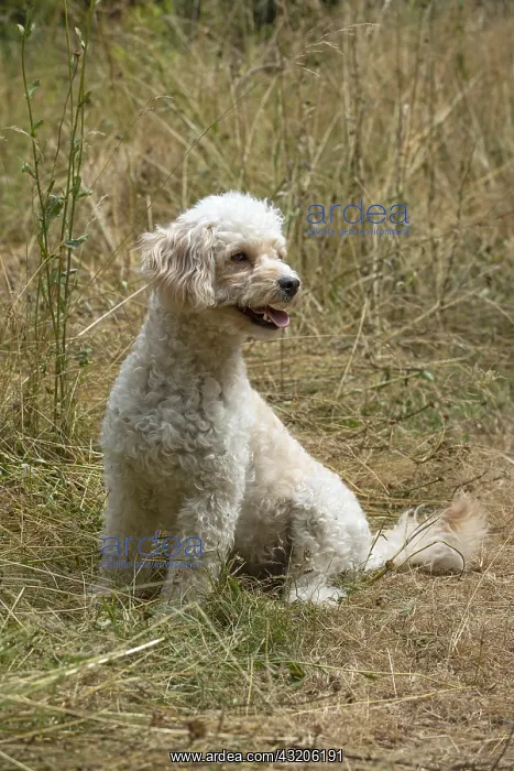  : DOG. Cavapoo in a sunning meadow