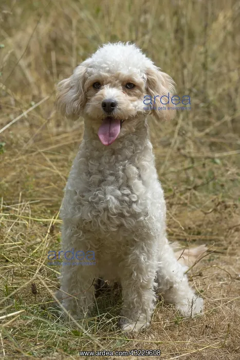  : DOG. Cavapoo in a sunning meadow