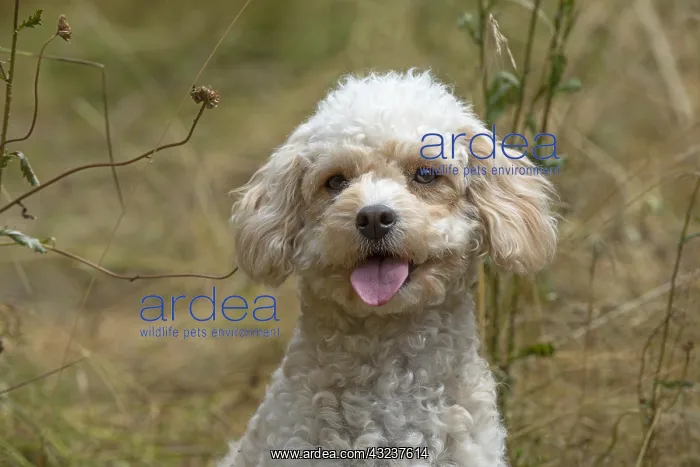  : DOG. Cavapoo in a sunning meadow