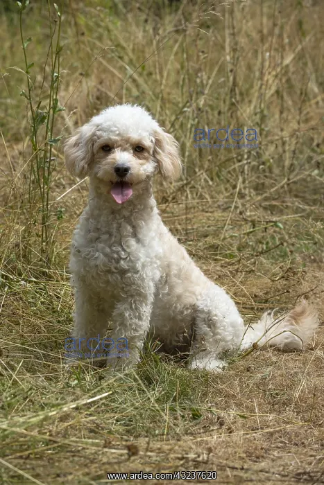  : DOG. Cavapoo in a sunning meadow