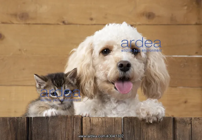  : DOG. Cavapoo with tabby kitten