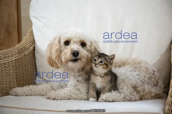  : DOG. Cavapoo with a tabby kitten in a chair