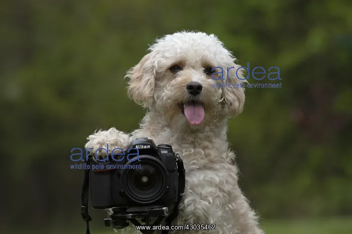: DOG. Cavapoo taking a photo : DOG. Cavapoo taking a photo