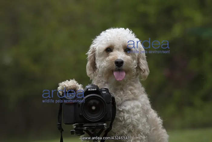 : DOG. Cavapoo taking a photo : DOG. Cavapoo taking a photo