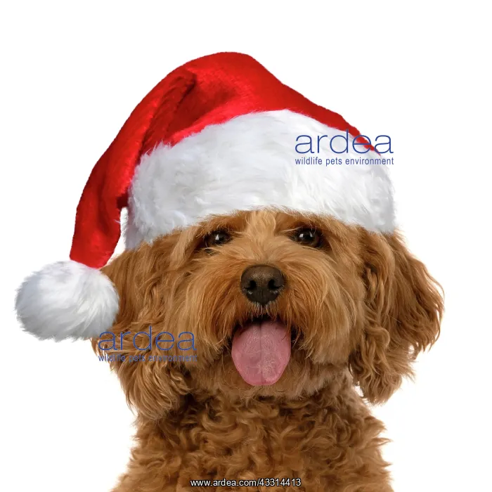 : DOG. Cavapoo, with tongue out wearing a red Christmas : DOG. Cavapoo, with tongue out wearing a red Christmas