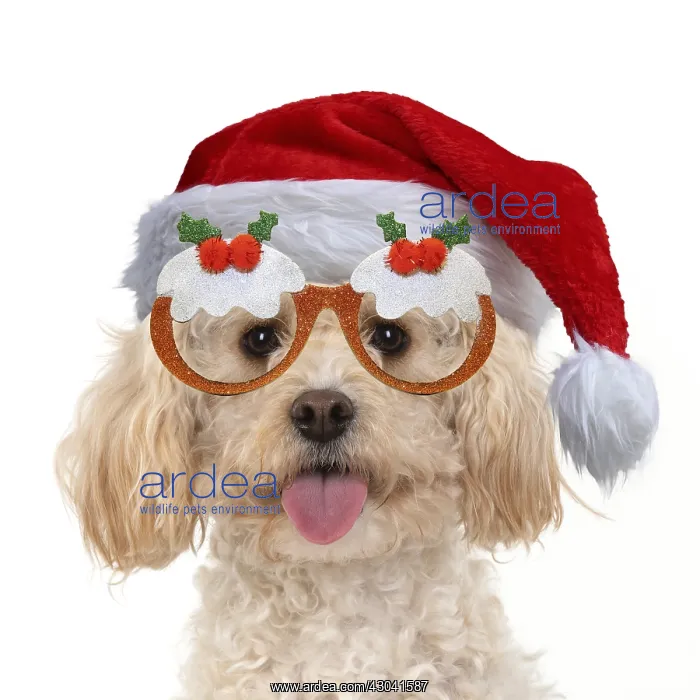 : DOG. Cavapoo wearing Christmas hat and Christmas : DOG. Cavapoo wearing Christmas hat and Christmas