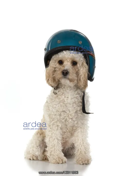  : DOG. Cavapoo wearing a crash helmet