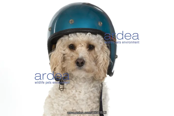  : DOG. Cavapoo wearing a crash helmet
