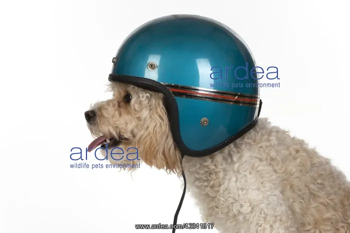  : DOG. Cavapoo wearing a crash helmet