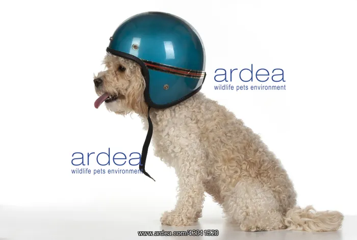  : DOG. Cavapoo wearing a crash helmet