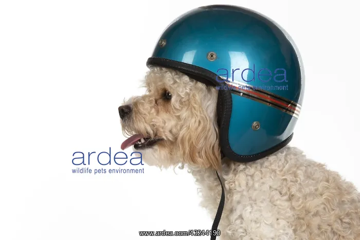  : DOG. Cavapoo wearing a crash helmet