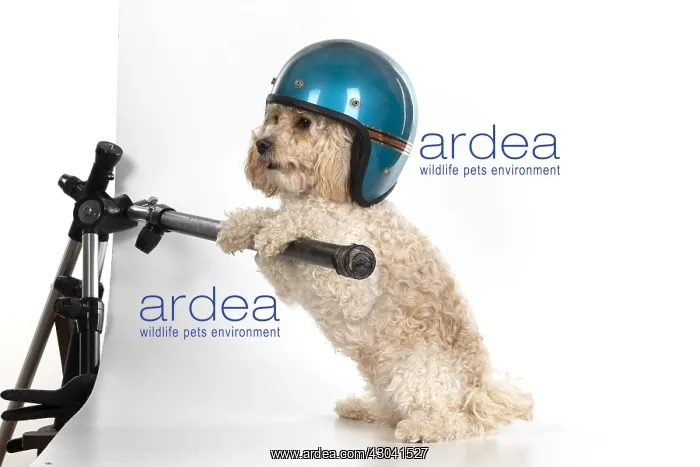 : DOG. Cavapoo wearing a crash helmet, sitting with paws up : DOG. Cavapoo wearing a crash helmet, sitting with paws up