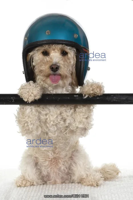 : DOG. Cavapoo wearing a crash helmet, sitting with paws up : DOG. Cavapoo wearing a crash helmet, sitting with paws up
