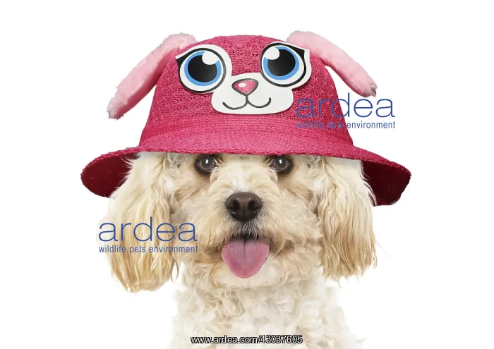 : DOG. Cavapoo wearing a pirates eye patch : DOG. Cavapoo wearing a pirates eye patch
