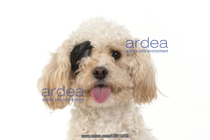  : DOG. Cavapoo wearing a pirates eye patch