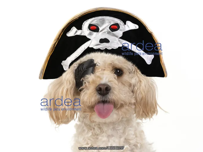 : DOG. Cavapoo wearing a pirates eye patch : DOG. Cavapoo wearing a pirates eye patch