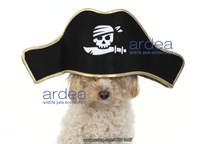  : DOG. Cavapoo wearing a pirates hat