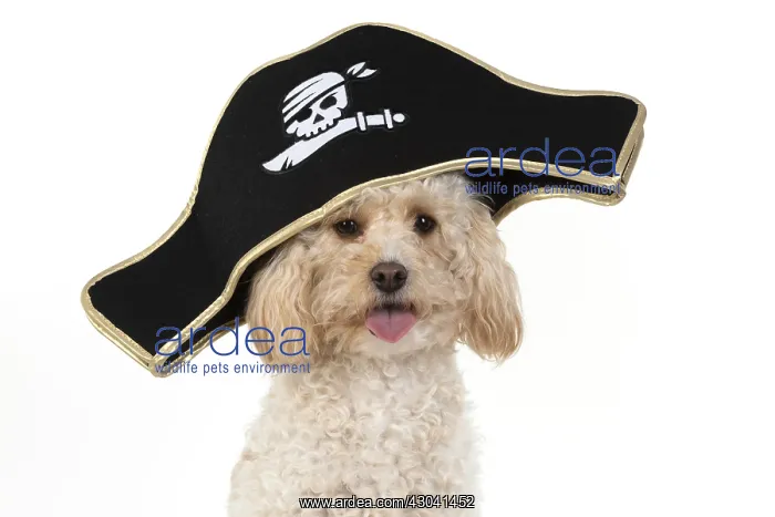  : DOG. Cavapoo wearing a pirates hat