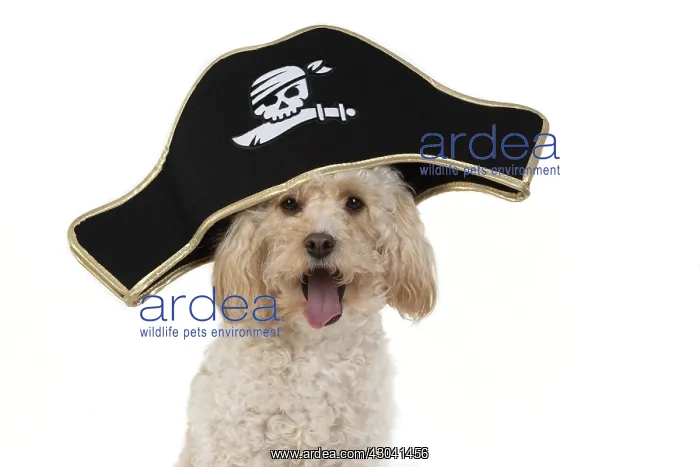  : DOG. Cavapoo wearing a pirates hat