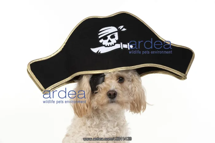  : DOG. Cavapoo wearing a pirates hat and eye patch