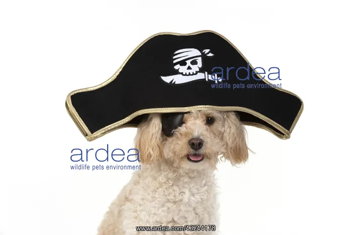  : DOG. Cavapoo wearing a pirates hat and eye patch