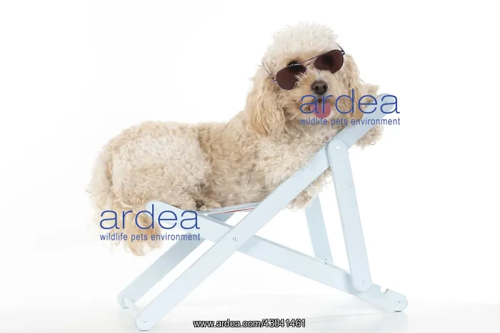 : DOG. Cavapoo wearing sun glasses in a deck chair : DOG. Cavapoo wearing sun glasses in a deck chair